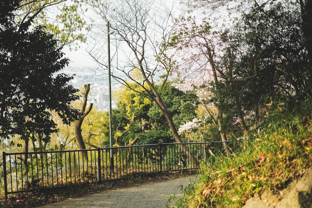 保久良神社 櫻花19
