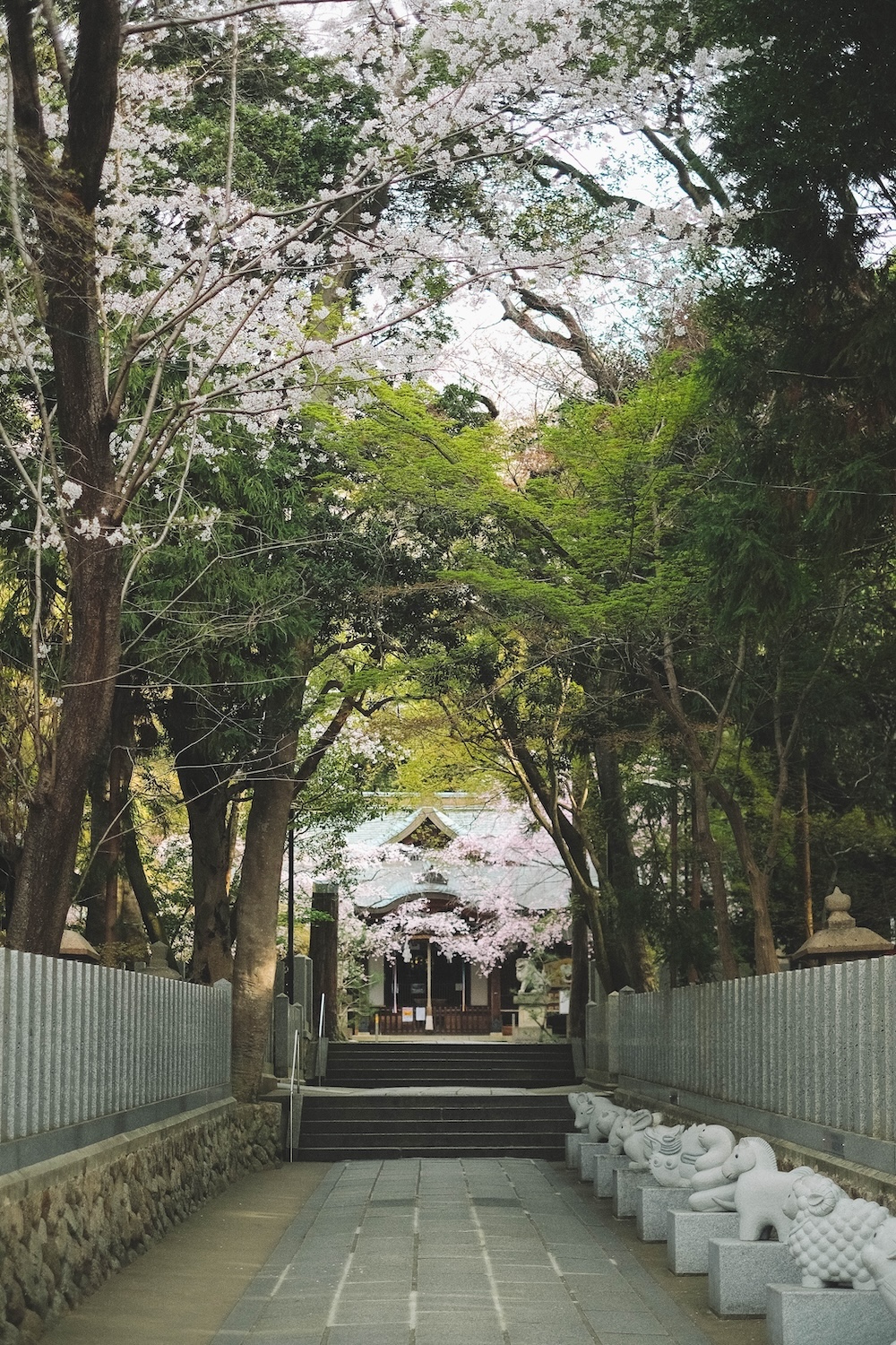 保久良神社 櫻花23