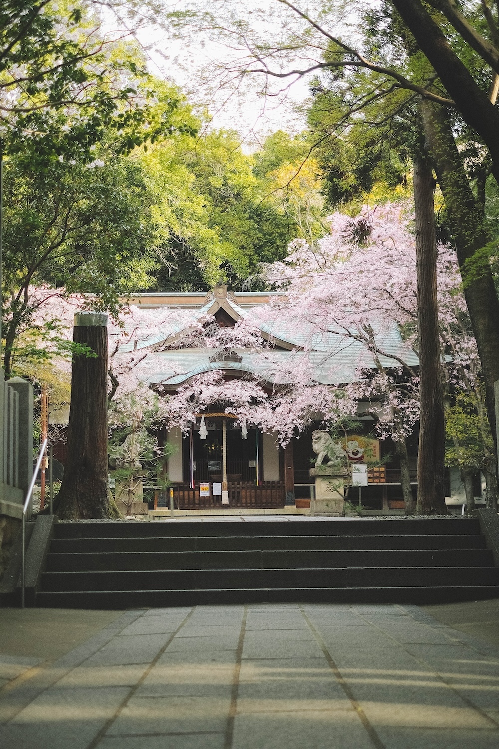 保久良神社 櫻花27