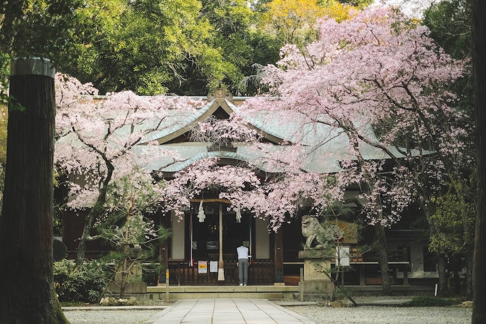 保久良神社 櫻花30