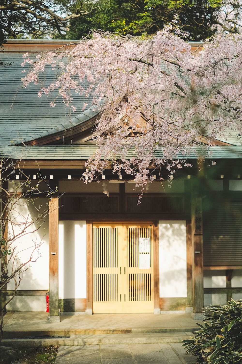 保久良神社 櫻花31