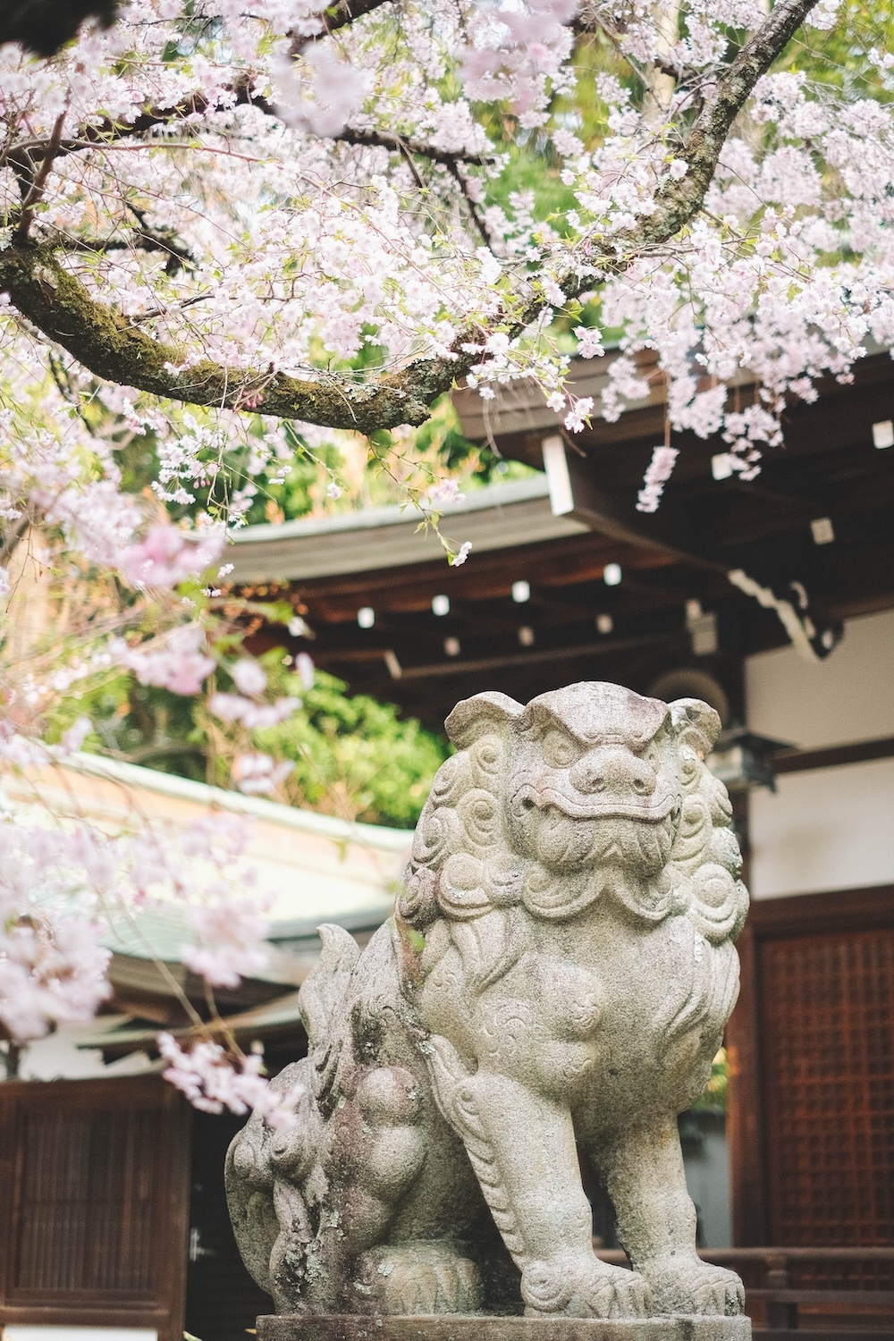 保久良神社 櫻花32
