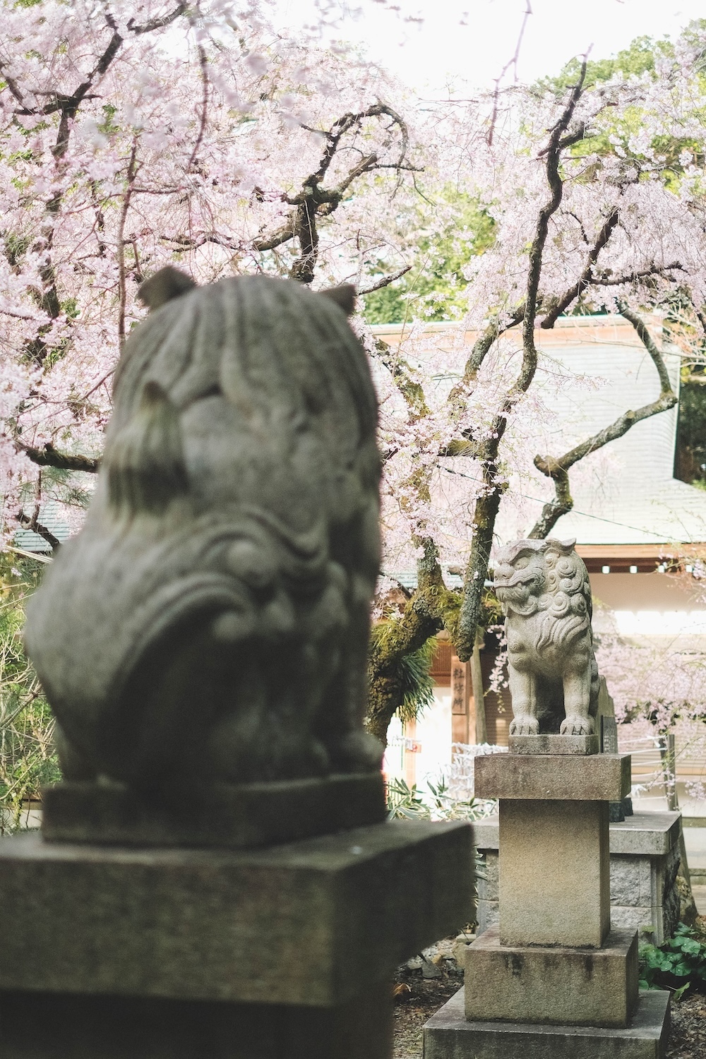 保久良神社 櫻花37