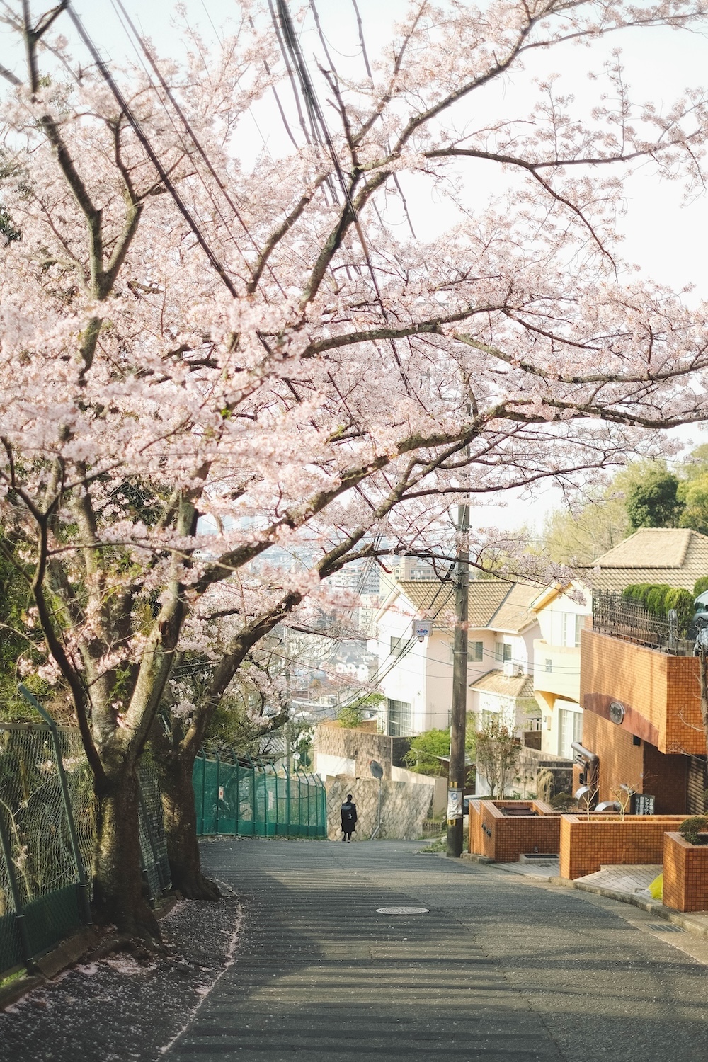 保久良神社 櫻花4