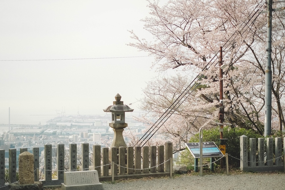 保久良神社 櫻花45