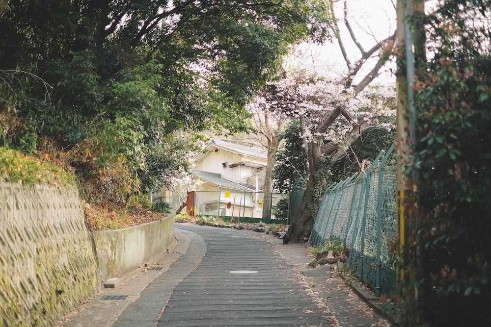 保久良神社 櫻花5