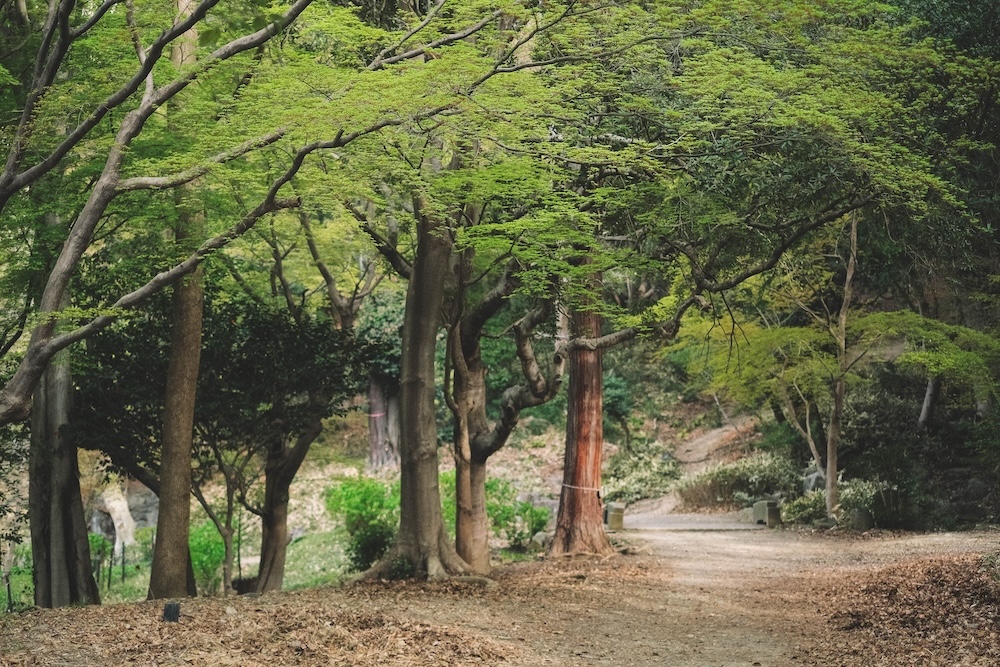 保久良神社 櫻花53
