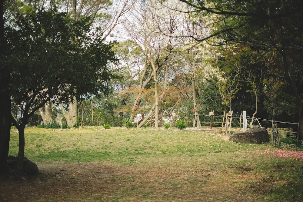 保久良神社 櫻花55