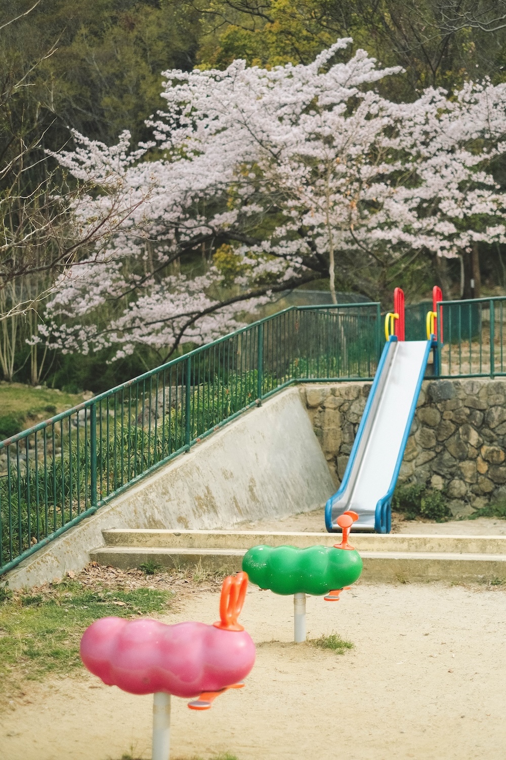保久良神社 櫻花60