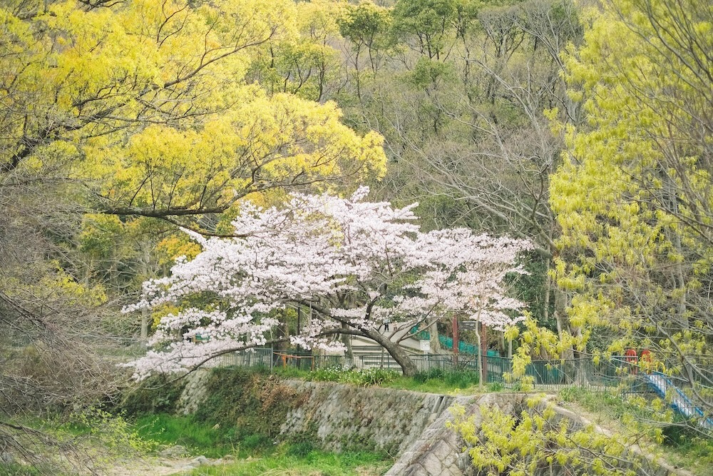 保久良神社 櫻花61