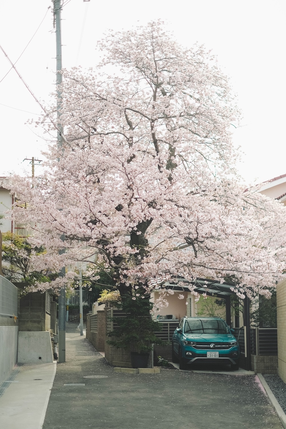 保久良神社 櫻花62