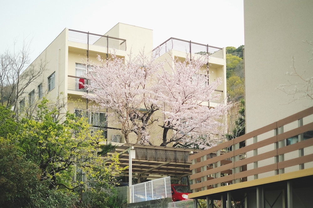 保久良神社 櫻花63