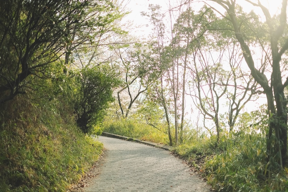 保久良神社 櫻花9