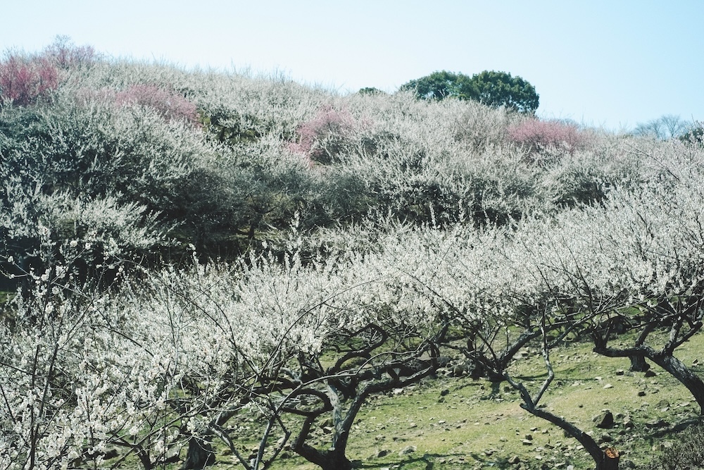兵庫春季自駕一日遊：綾部山梅林・世界梅公園・赤穗河津櫻並木・坂越散策・姬路梅並木道10