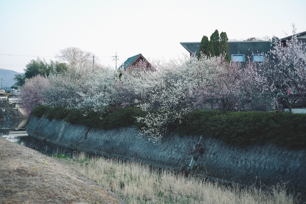 兵庫春季自駕一日遊：綾部山梅林・世界梅公園・赤穗河津櫻並木・坂越散策・姬路梅並木道111