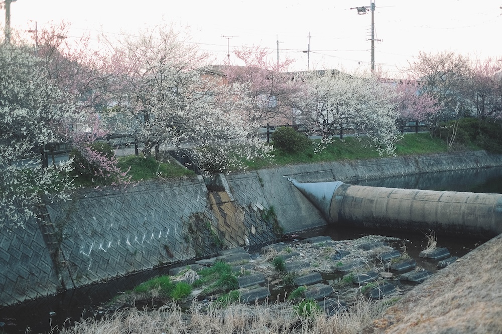 兵庫春季自駕一日遊：綾部山梅林・世界梅公園・赤穗河津櫻並木・坂越散策・姬路梅並木道112