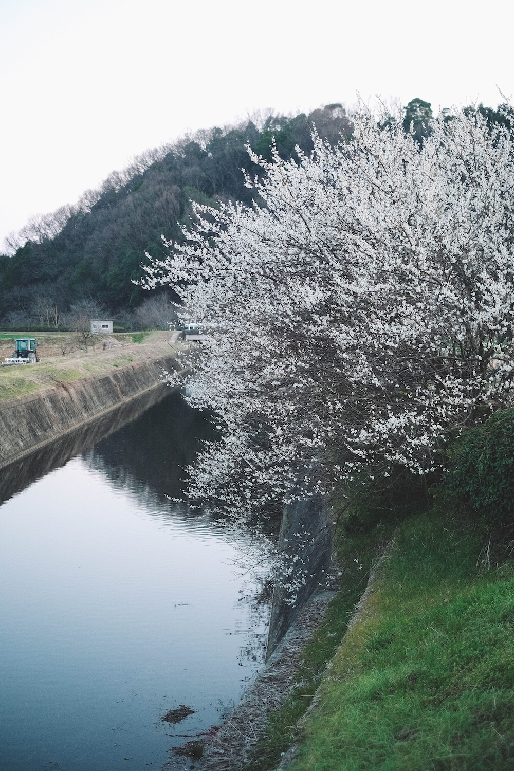 姬路梅並木道