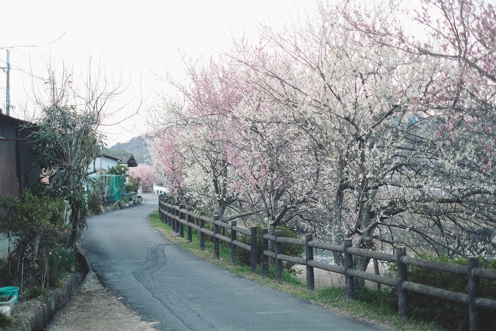 兵庫春季自駕一日遊：綾部山梅林・世界梅公園・赤穗河津櫻並木・坂越散策・姬路梅並木道119
