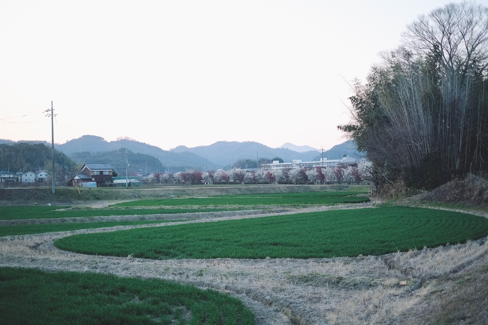 兵庫春季自駕一日遊：綾部山梅林・世界梅公園・赤穗河津櫻並木・坂越散策・姬路梅並木道120