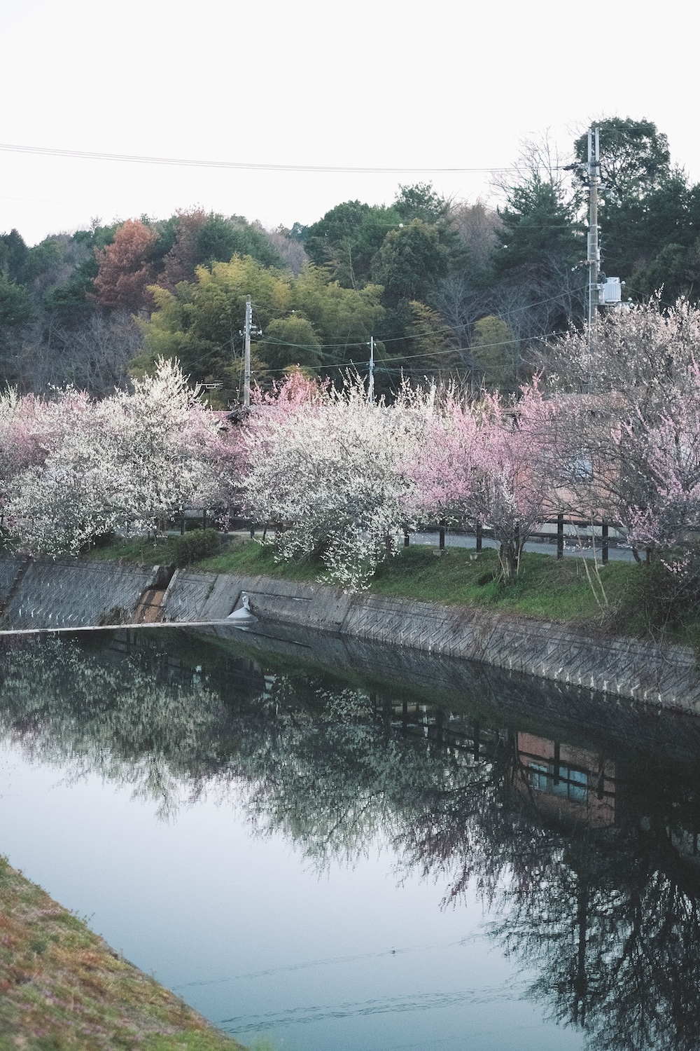 兵庫春季自駕一日遊：綾部山梅林・世界梅公園・赤穗河津櫻並木・坂越散策・姬路梅並木道127
