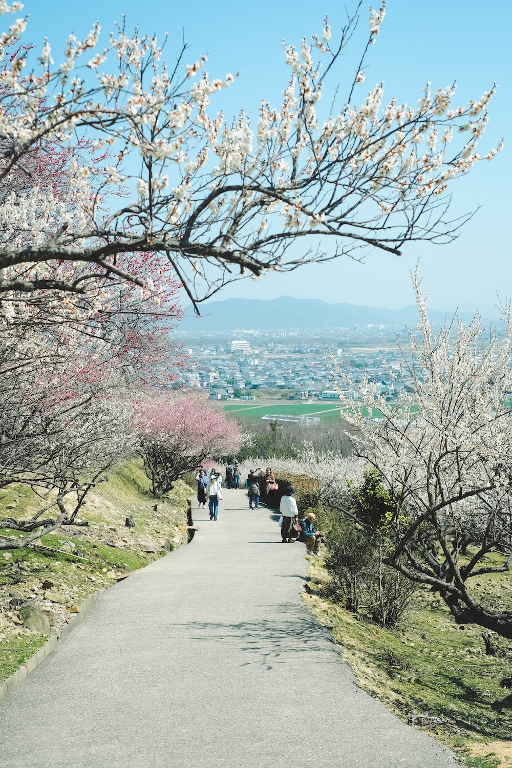 兵庫春季自駕一日遊：綾部山梅林・世界梅公園・赤穗河津櫻並木・坂越散策・姬路梅並木道15