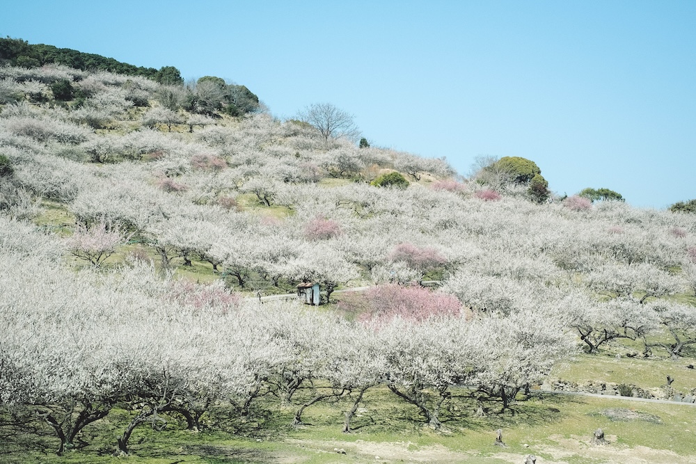 綾部山梅林