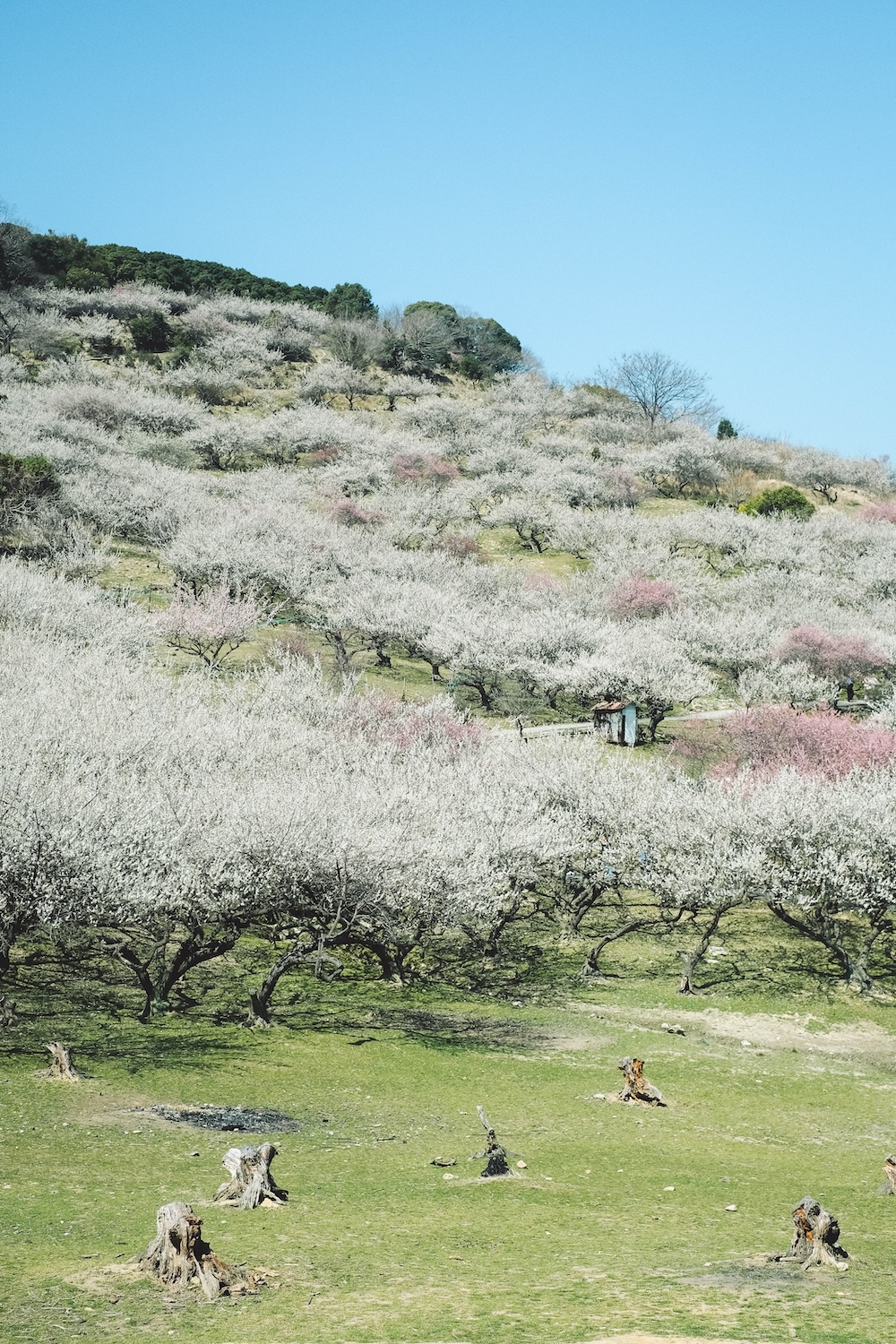 兵庫春季自駕一日遊：綾部山梅林・世界梅公園・赤穗河津櫻並木・坂越散策・姬路梅並木道18