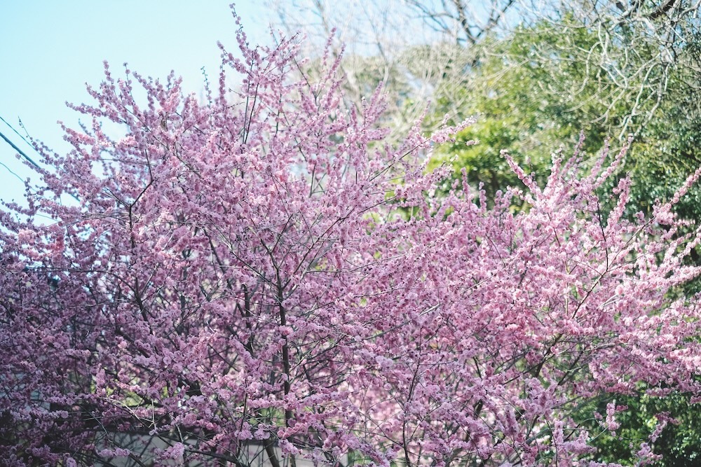 兵庫春季自駕一日遊：綾部山梅林・世界梅公園・赤穗河津櫻並木・坂越散策・姬路梅並木道2