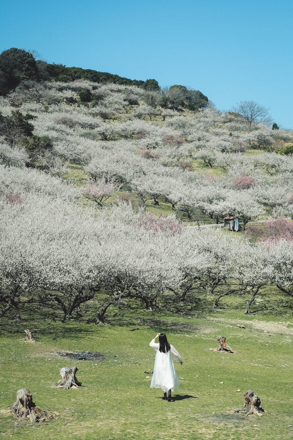 兵庫春季自駕一日遊：綾部山梅林・世界梅公園・赤穗河津櫻並木・坂越散策・姬路梅並木道20