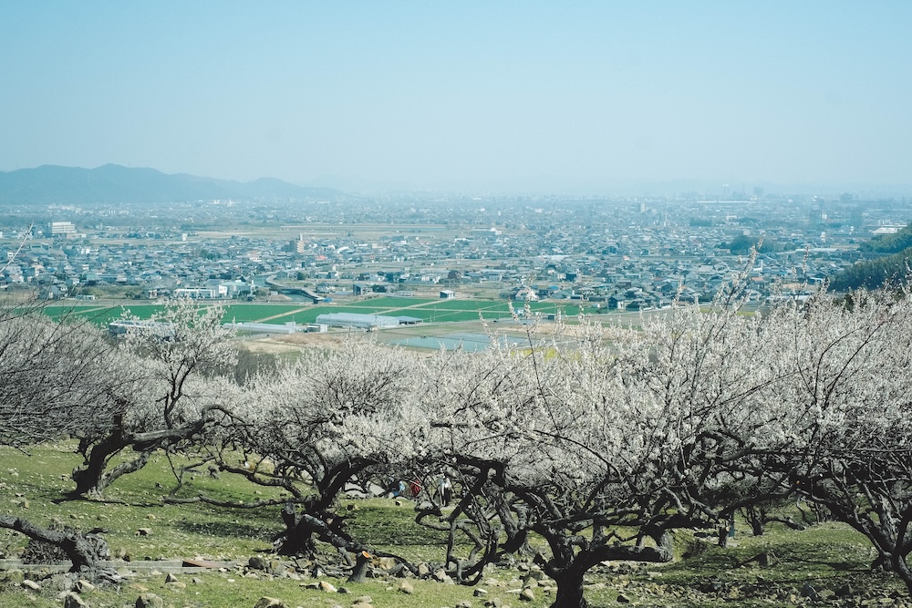 兵庫春季自駕一日遊：綾部山梅林・世界梅公園・赤穗河津櫻並木・坂越散策・姬路梅並木道22
