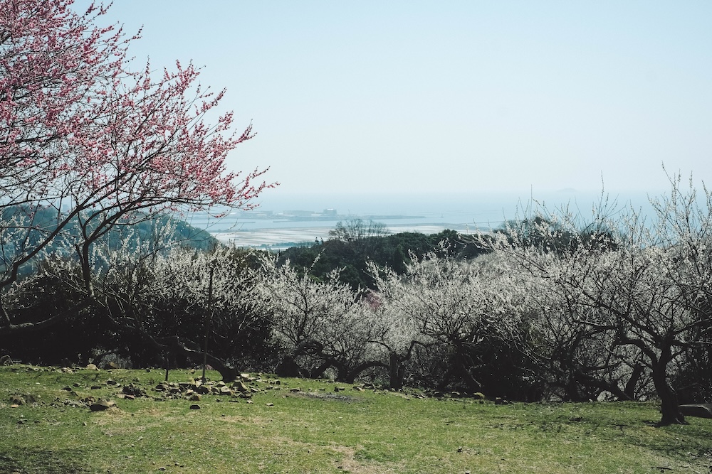 兵庫春季自駕一日遊：綾部山梅林・世界梅公園・赤穗河津櫻並木・坂越散策・姬路梅並木道23