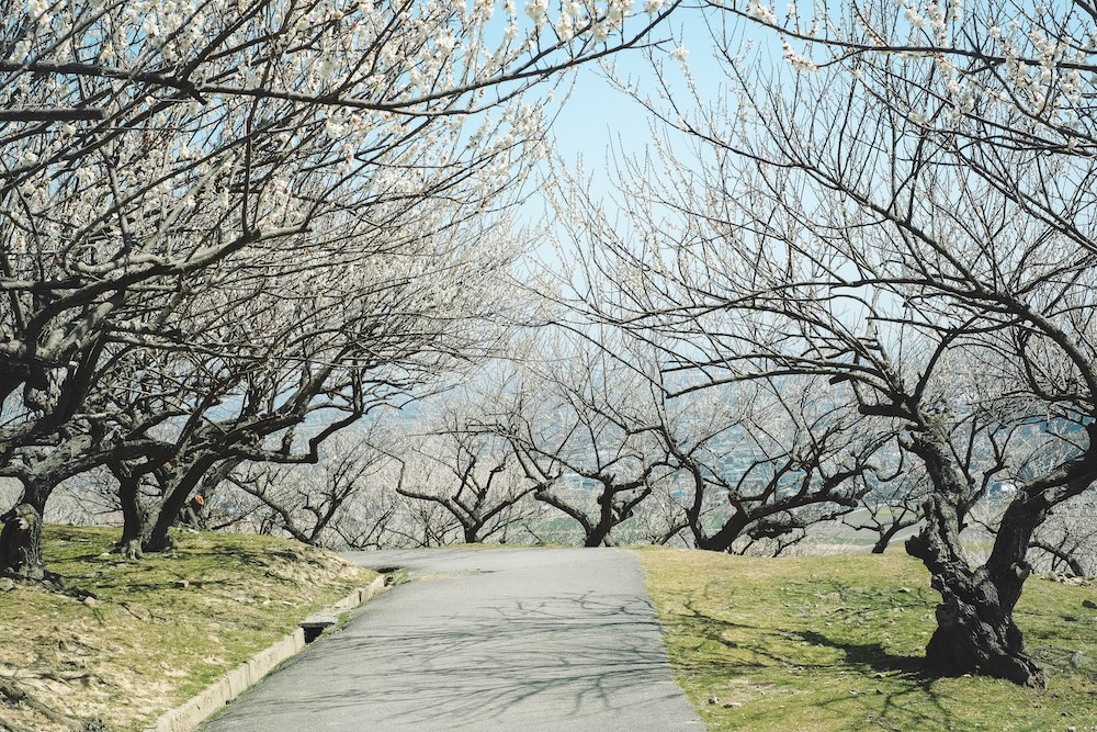 兵庫春季自駕一日遊：綾部山梅林・世界梅公園・赤穗河津櫻並木・坂越散策・姬路梅並木道24