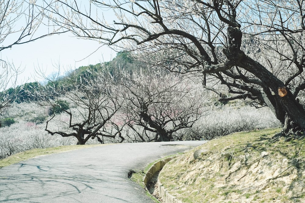 兵庫春季自駕一日遊：綾部山梅林・世界梅公園・赤穗河津櫻並木・坂越散策・姬路梅並木道25
