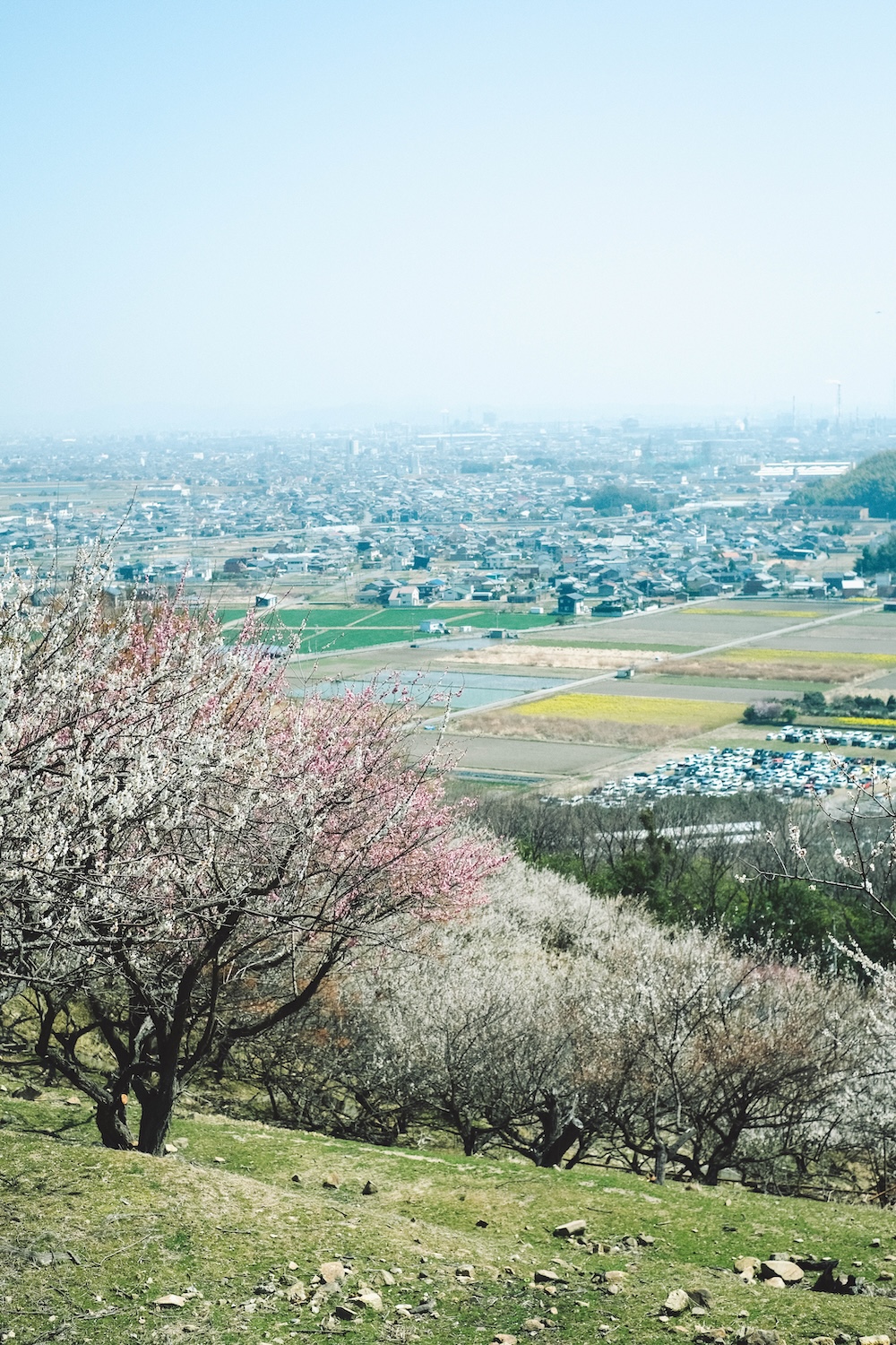 兵庫春季自駕一日遊：綾部山梅林・世界梅公園・赤穗河津櫻並木・坂越散策・姬路梅並木道27