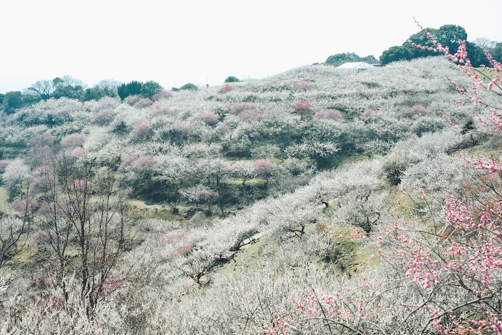 綾部山梅林