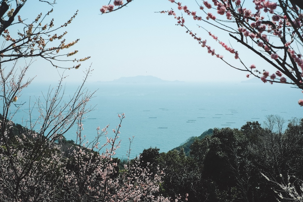 綾部山梅林