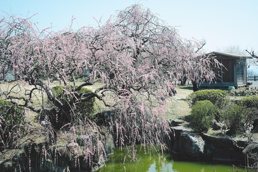 兵庫春季自駕一日遊：綾部山梅林・世界梅公園・赤穗河津櫻並木・坂越散策・姬路梅並木道45