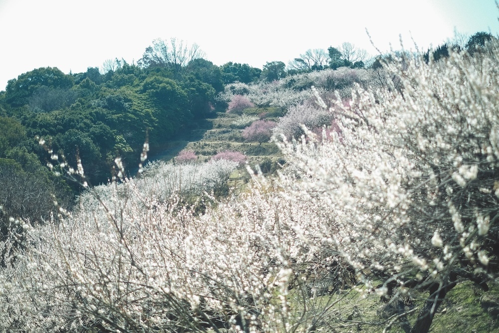 兵庫春季自駕一日遊：綾部山梅林・世界梅公園・赤穗河津櫻並木・坂越散策・姬路梅並木道5