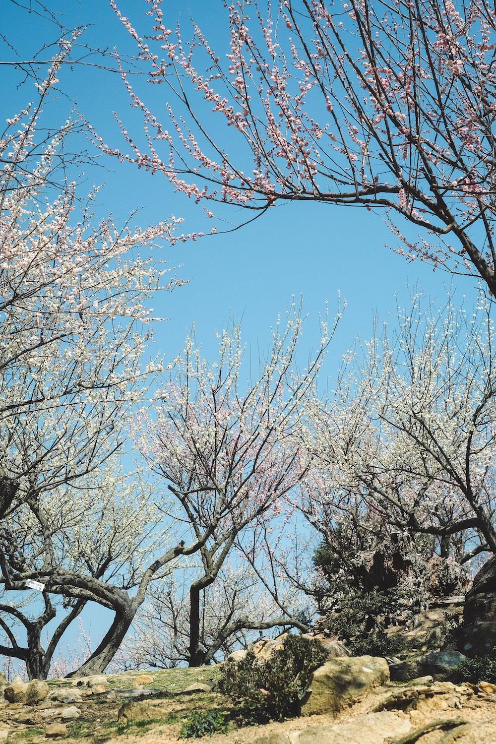 世界梅公園