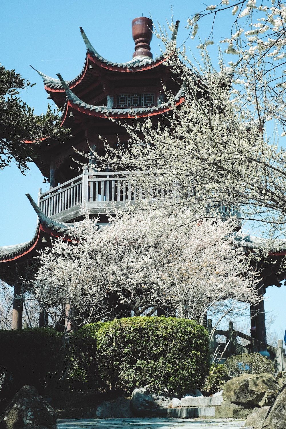 兵庫春季自駕一日遊：綾部山梅林・世界梅公園・赤穗河津櫻並木・坂越散策・姬路梅並木道55