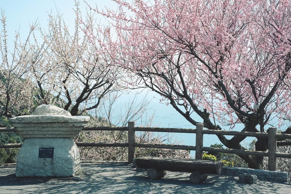 兵庫春季自駕一日遊：綾部山梅林・世界梅公園・赤穗河津櫻並木・坂越散策・姬路梅並木道61