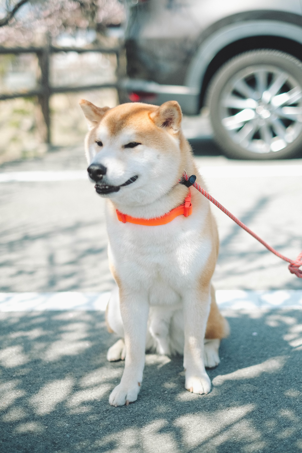 綾部山梅林
