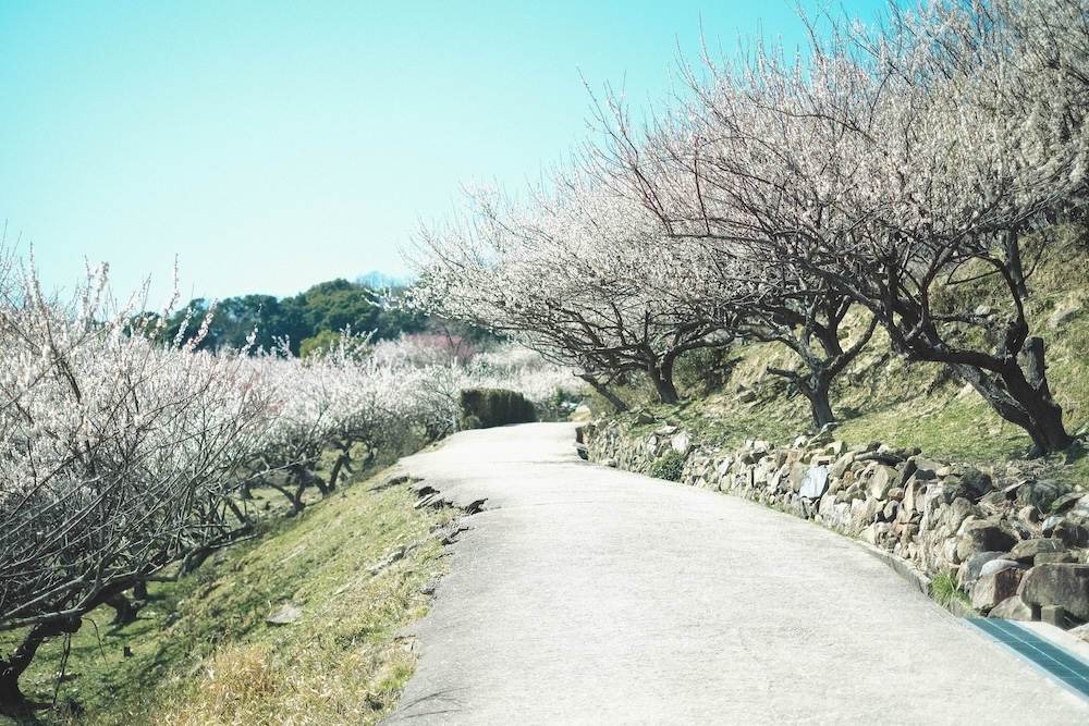 兵庫春季自駕一日遊：綾部山梅林・世界梅公園・赤穗河津櫻並木・坂越散策・姬路梅並木道7