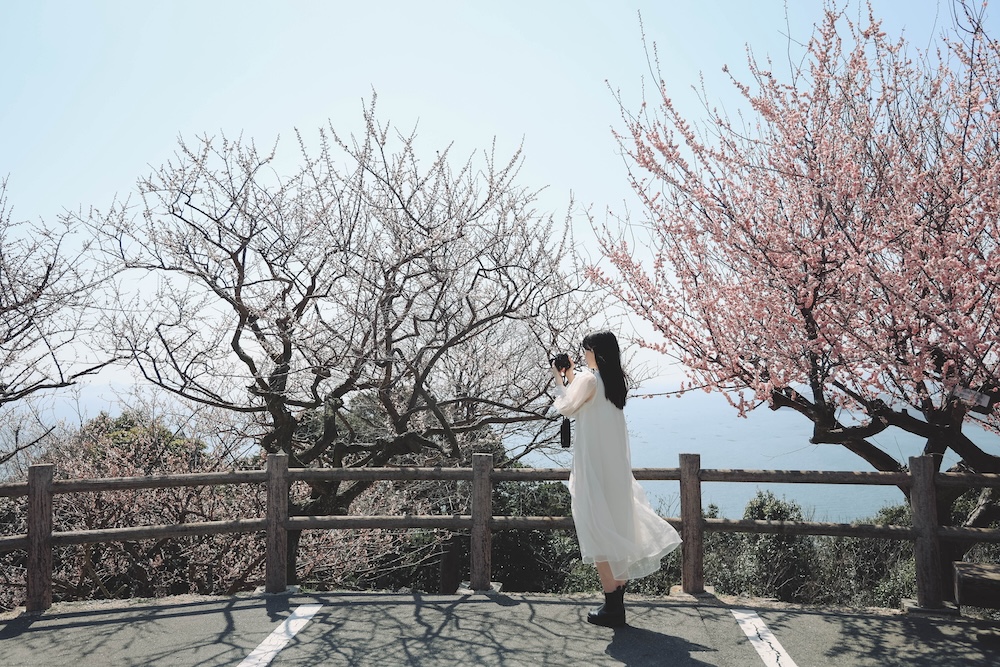 兵庫春季自駕一日遊：綾部山梅林・世界梅公園・赤穗河津櫻並木・坂越散策・姬路梅並木道722