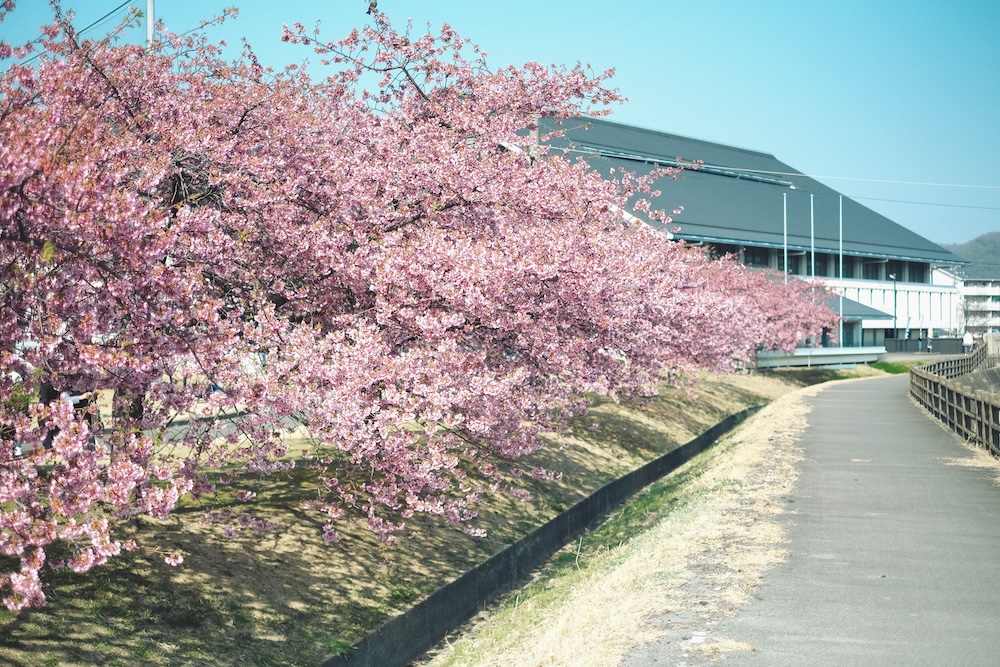 兵庫春季自駕一日遊：綾部山梅林・世界梅公園・赤穗河津櫻並木・坂越散策・姬路梅並木道76