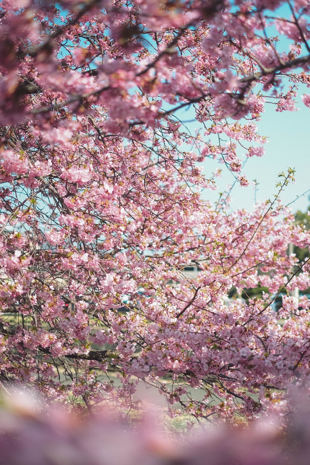 兵庫春季自駕一日遊：綾部山梅林・世界梅公園・赤穗河津櫻並木・坂越散策・姬路梅並木道77