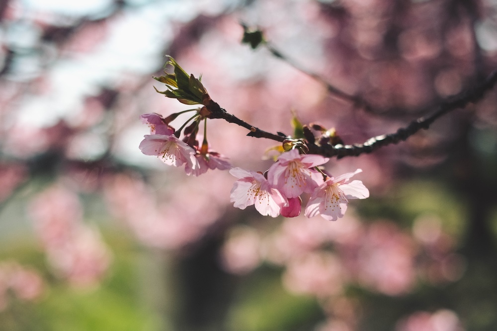 兵庫春季自駕一日遊：綾部山梅林・世界梅公園・赤穗河津櫻並木・坂越散策・姬路梅並木道78