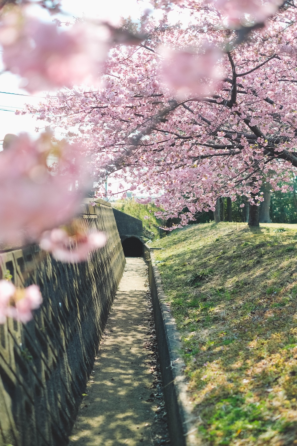 兵庫春季自駕一日遊：綾部山梅林・世界梅公園・赤穗河津櫻並木・坂越散策・姬路梅並木道79