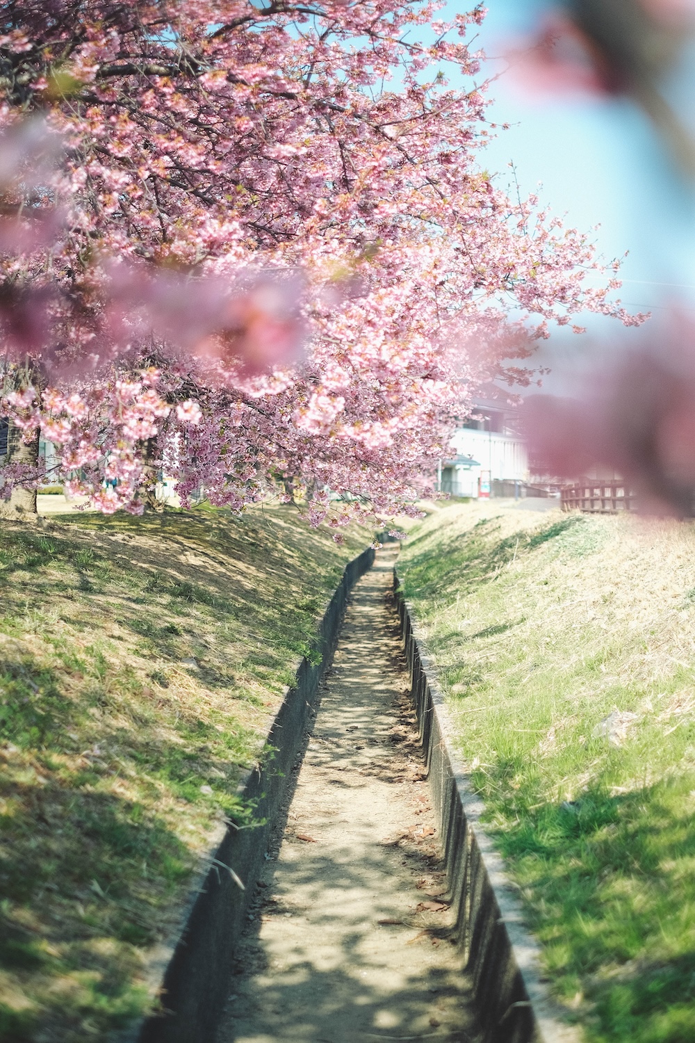 兵庫春季自駕一日遊：綾部山梅林・世界梅公園・赤穗河津櫻並木・坂越散策・姬路梅並木道81