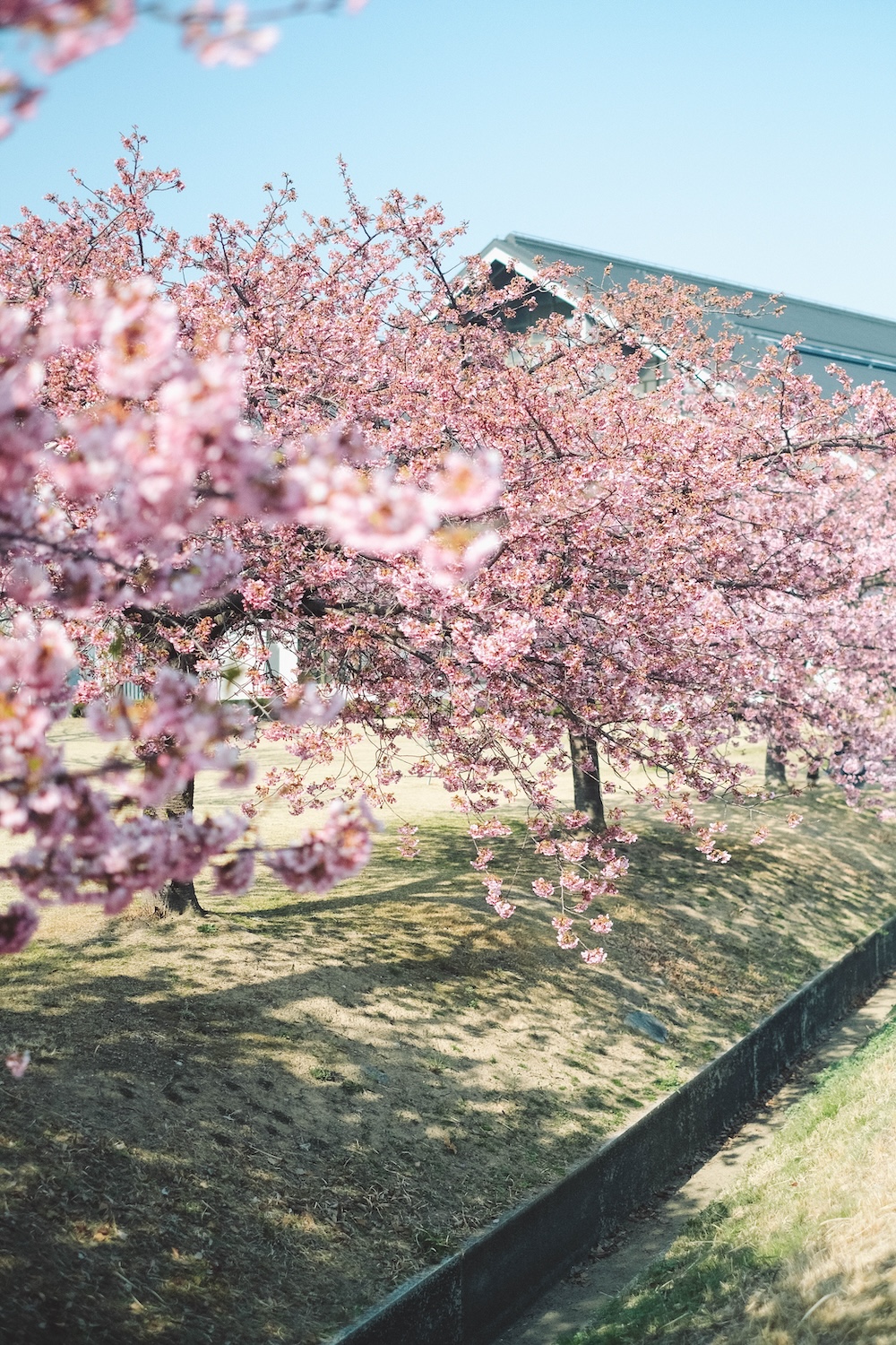 兵庫春季自駕一日遊：綾部山梅林・世界梅公園・赤穗河津櫻並木・坂越散策・姬路梅並木道84
